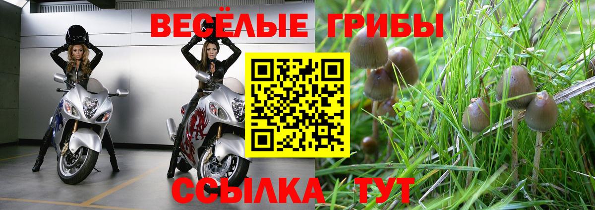 продажа наркотиков  Вход с VPN  Зерноград  Псилоцибиновые грибы GOLDEN TEACHER  Галлюциногенные грибы Psilocybine cubensis 